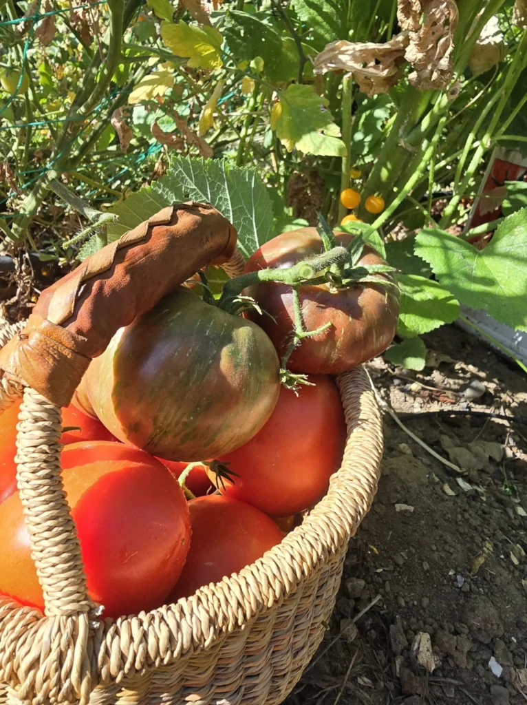 Basket of unripe and ripe tomatoes